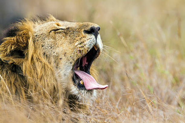 istock Lion in Kruger National park 506553692