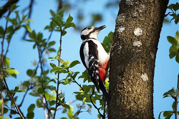 great spotted woodpecker on a tree great spotted woodpecker on a tree lesser spotted woodpecker stock pictures, royalty-free photos & images