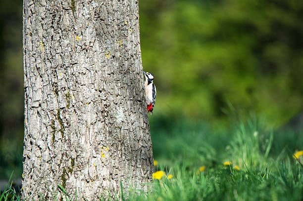 great spotted woodpecker climbing up a walnut tree great spotted woodpecker climbing up a walnut tree lesser spotted woodpecker stock pictures, royalty-free photos & images
