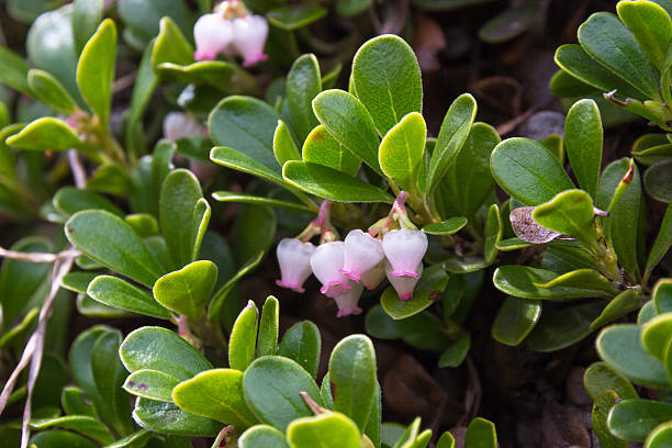 베어베리 공장요 및 꽃 제공-planta y flores de gayuba - bearberry 뉴스 사진 이미지