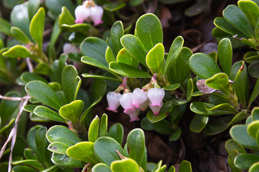 Plant with medicinal properties. Bearberry Leaves, Arctostaphylos uva-ursi - Plant with medicinal properties.  Leaves and flowers of Bearberry, bear grape, Arctostaphylos uva-ursi