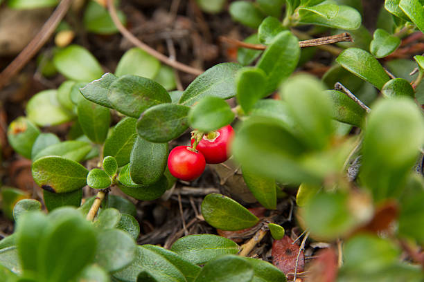 Bearberry Plant with Fruits Red stock photo