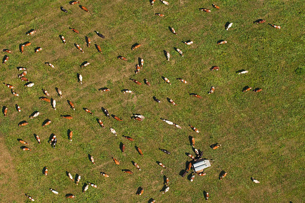 istock Aerial view on herd of cows, Poland. 506555088