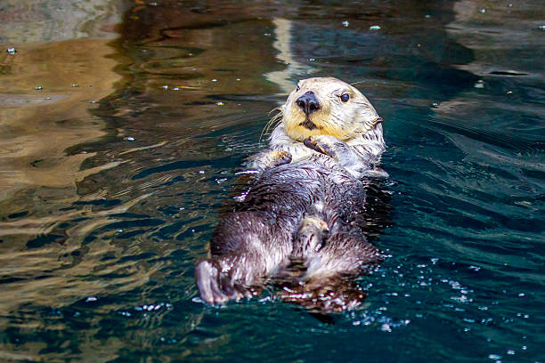 A sea otter enjoys leisure time in water.
