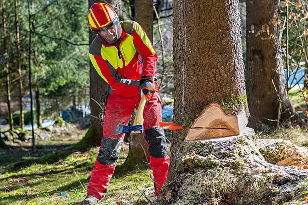 Worker felling the tree with chainsaw and wedges
