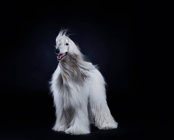 Afghan hound dog Afghan hound dog studio portrait afghan hound stock pictures, royalty-free photos & images