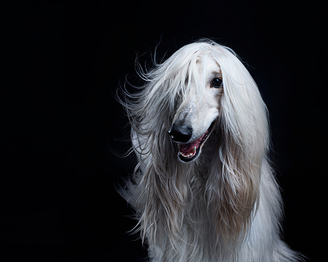 Afghan hound dog studio portrait