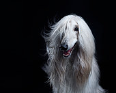Afghan hound dog