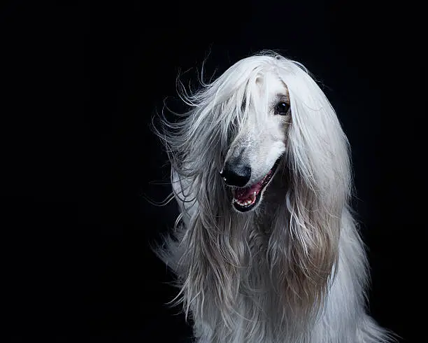 Afghan hound dog studio portrait