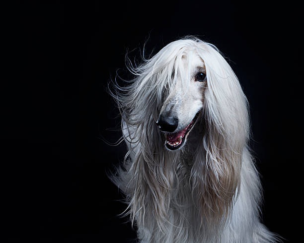 Cтоковое фото Афганского hound dog
