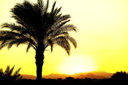 Egypt palms at sunset. Palm tree silhouettes