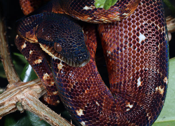 istock Madagascar tree boa S. madagascariensis 506571133