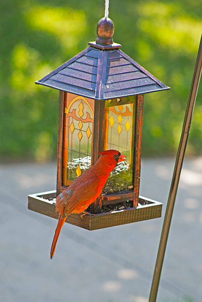 istock Male Cardinal sits on a bird feeder. 506571835