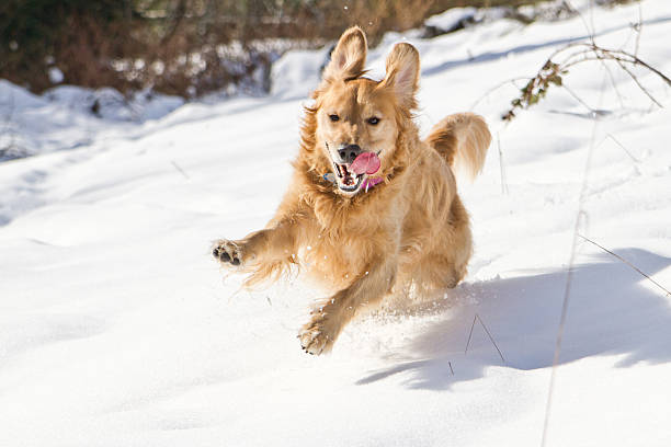 istock Golden Retriever Playing in the Snow 506571891