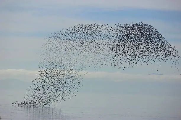 This photo was taken in November 2014 in delta BC. I believe it is a murmuration of starlings according to my reserch.