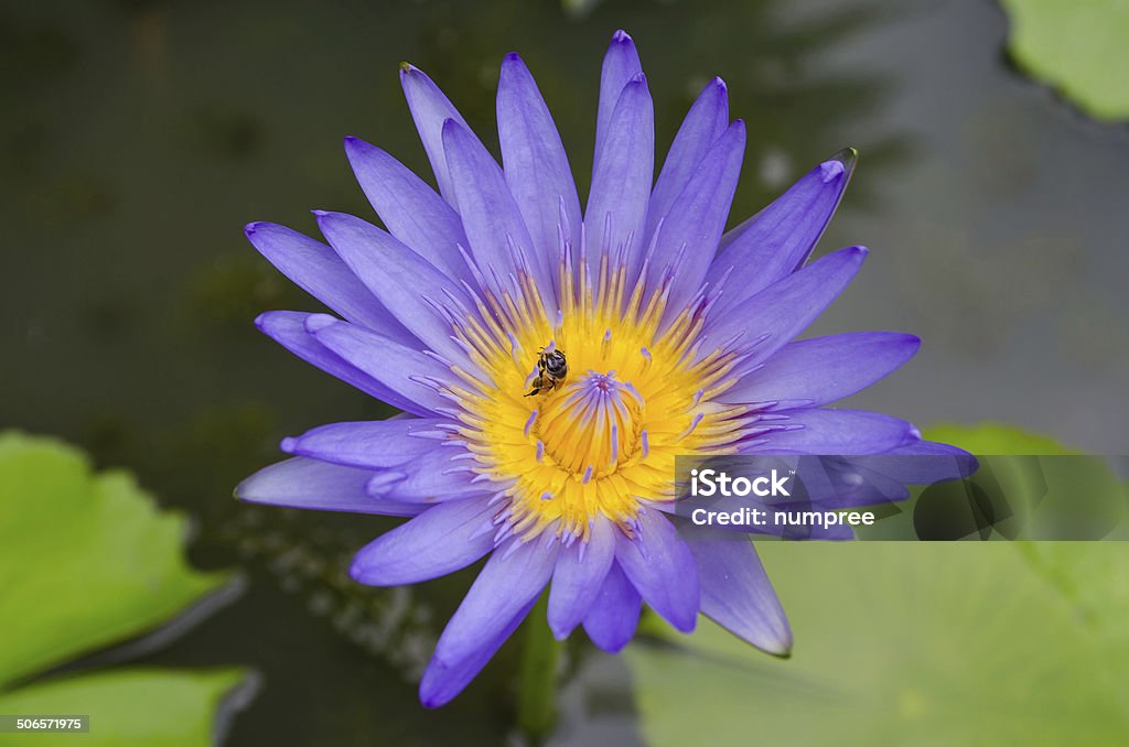 beautiful waterlily beautiful waterlily or lotus flower in summer Awe Stock Photo