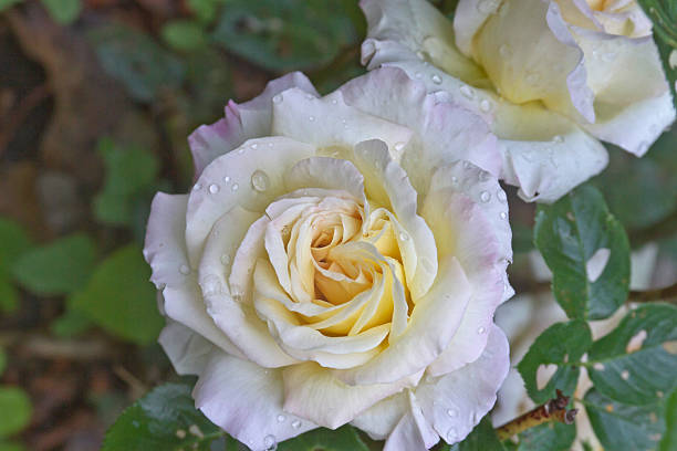 istock Pink and Yellow Peace Tea Roses 506572009