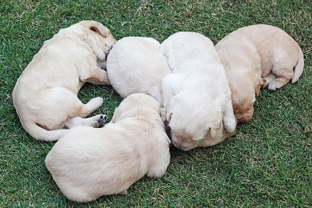 istock sleeping labrador puppies on green grass - three weeks old. 506572207