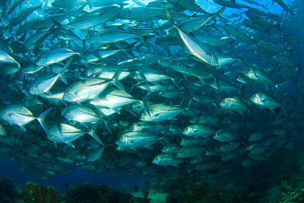istock School of Bigeye Trevally fish 506572733