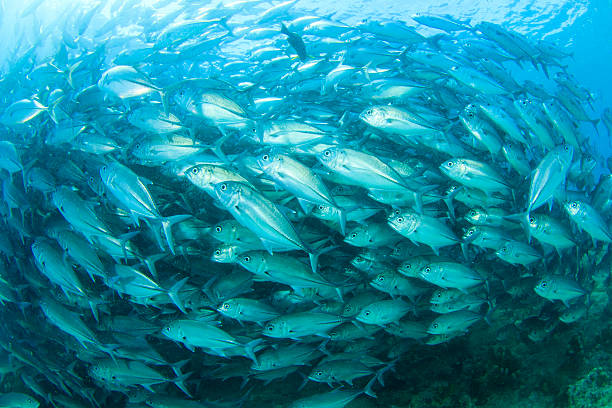 istock School of Bigeye Trevally fish 506572737