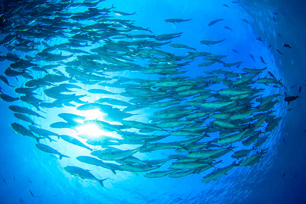 istock School of Bigeye Trevally fish 506572745