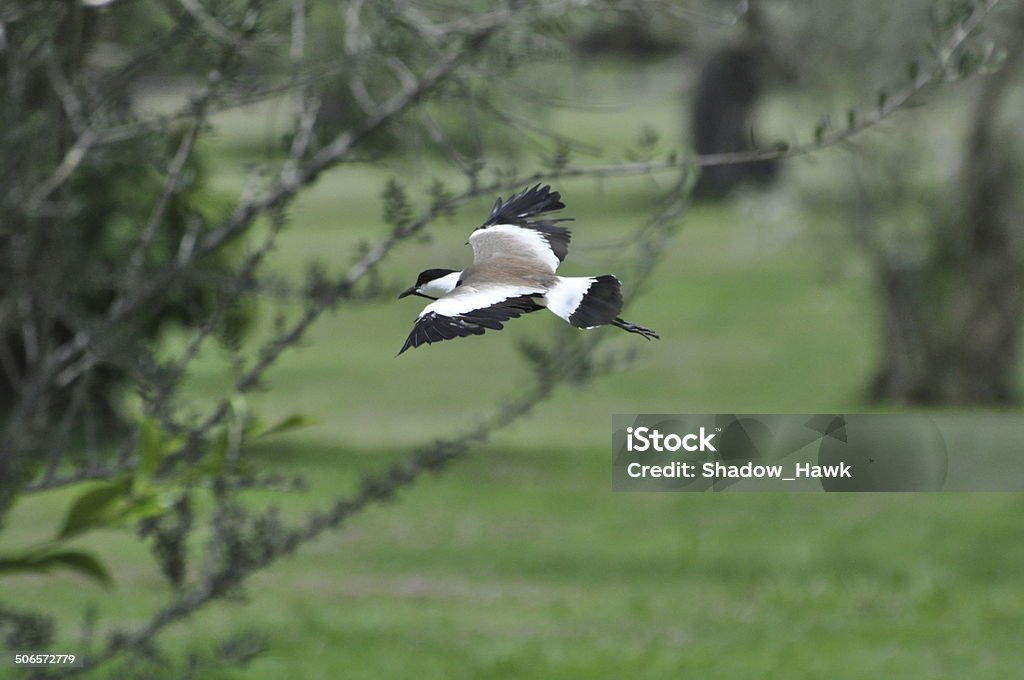 Spur-Winged Lapwing Place: Ramat Gan Leumi Park, Israel. Date Taken: 6-3-14. Animal Stock Photo