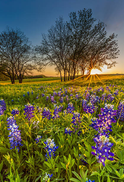 istock Bluebonnet or Lupine wildflowers filed at sunset 506573861