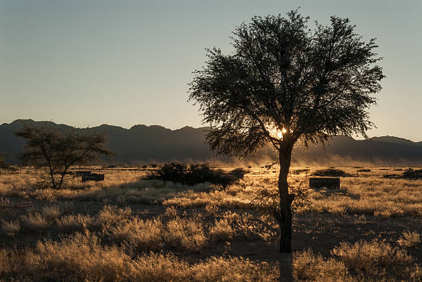 istock African Bush Sunrise - grass, tree and mountains 506573969