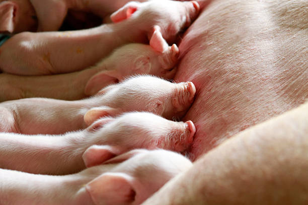 recién nacido cochinillos extraiga las mamas de su madre. - cerdito fotografías e imágenes de stock