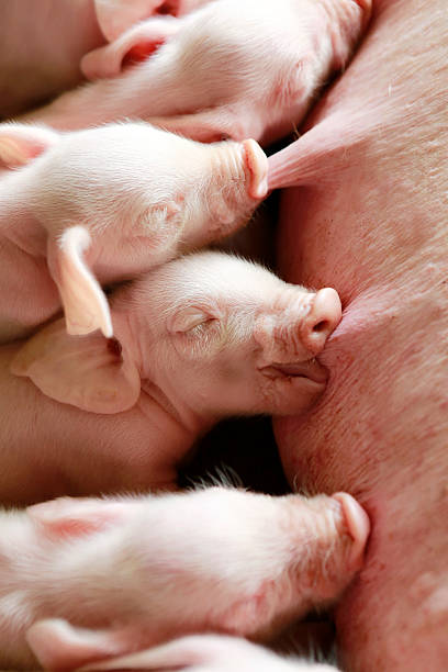 istock Momma pig feeding the kids. 506574005