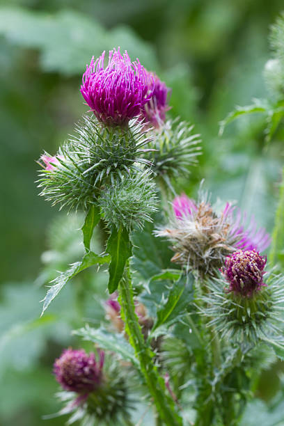 istock blooming thistle closeup outdoor vertical 506574245