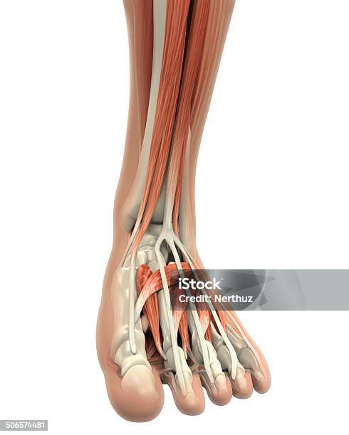 Menschliches Bein Muskeln Anatomie Stockfoto und mehr Bilder von Anatomie - Anatomie, Fußwurzel, Menschlicher Fuß