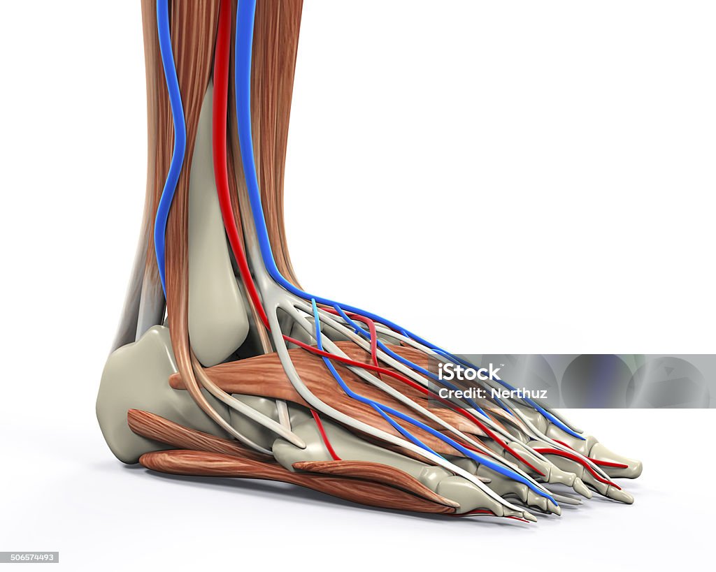 Pie humano músculos anatomía - Foto de stock de Anatomía libre de derechos