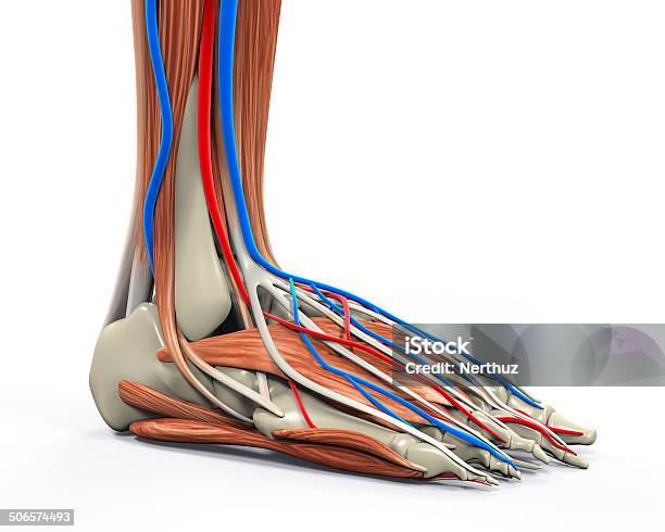 Pie Humano Músculos Anatomía Foto de stock y más banco de imágenes de Anatomía - Anatomía, Aquiles, Asistencia sanitaria y medicina