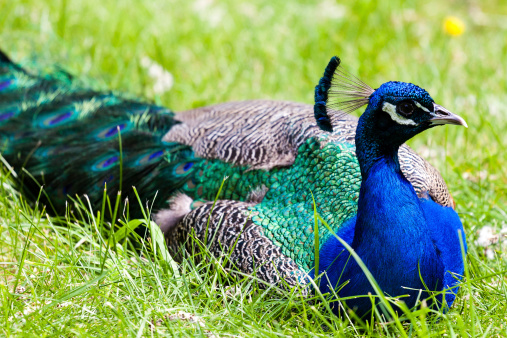 A peacock resting in the wild, with focus on its head and its blue crest.