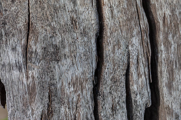 istock Old wood texture, vintage natural 506575301