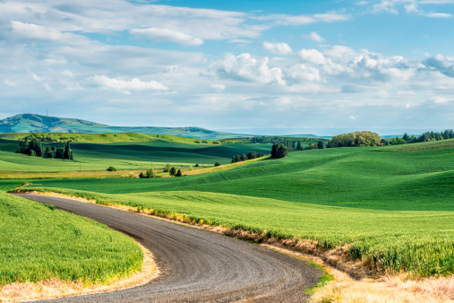 The Palouse rolling hills in the early summer.