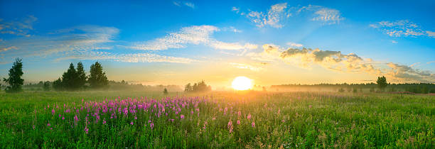istock landscape with the sunrise, a blossoming meadow  panorama 506576233