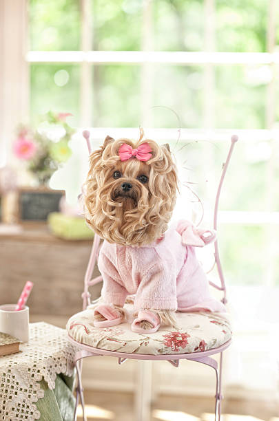 istock Yorkshire Terrier Day at the Groomer-Spa 506576485