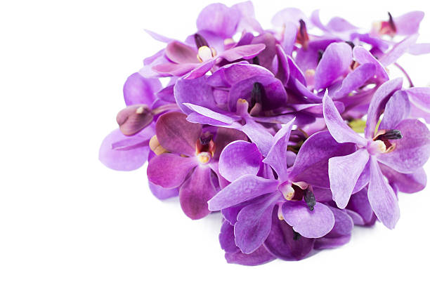 istock Beautiful Violet Orchid Bud isolated on white background 506576937