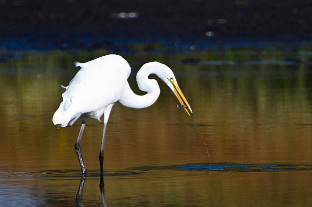 istock Great Egret With Caught Fish in Autumn 506577161