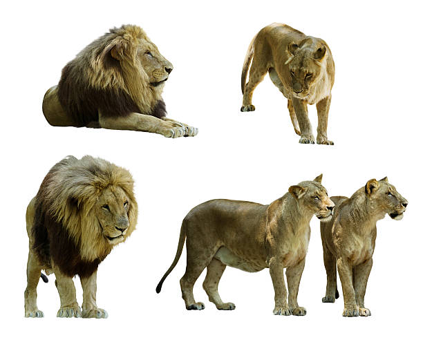 istock Set of  lions 506577311