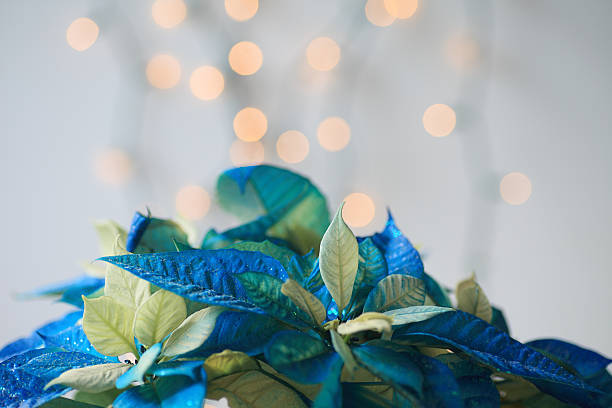 Glittery Christmas poinsettia in blue and white with lights in background