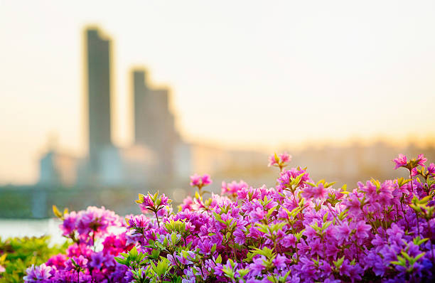Blooming Rhododendrons in Seoul at sunset with large blurred apartment buildings in the background.