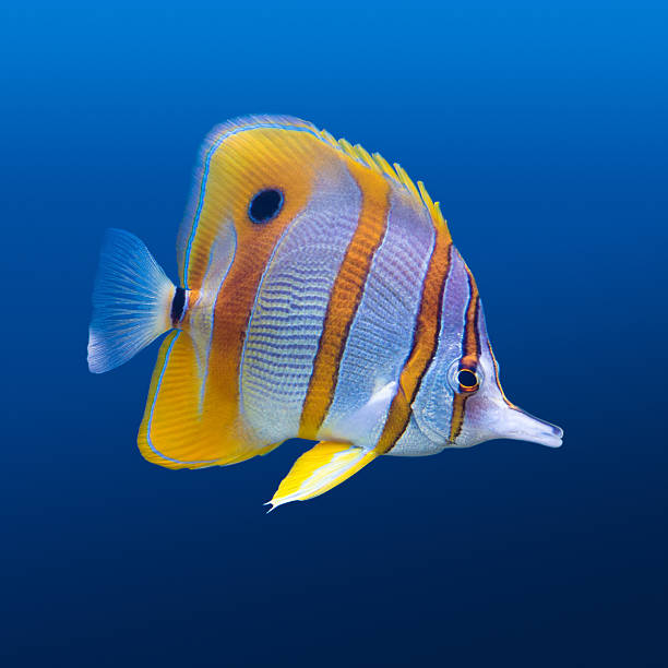 copperband butterfly fish - copperband butterflyfish stock-fotos und bilder