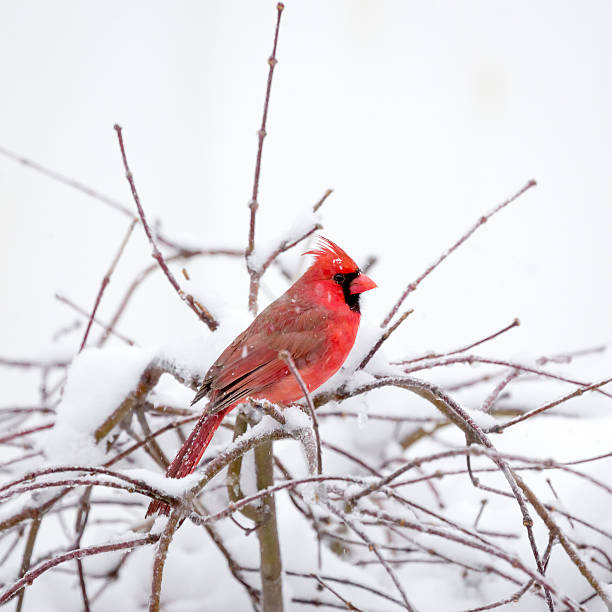 istock Cardinal in the Snow 506584658