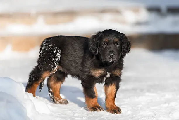 Black breed hovawart puppy on the winter snow