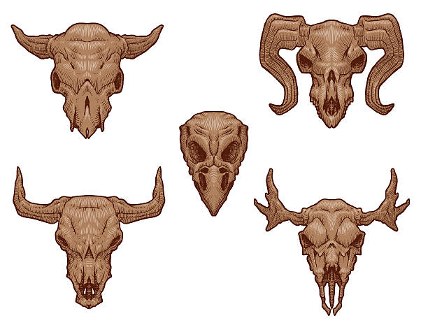 세트마다 그림이요 짐승 왜고너의 납작합니다 - animal skull american bison horned ram stock illustrations