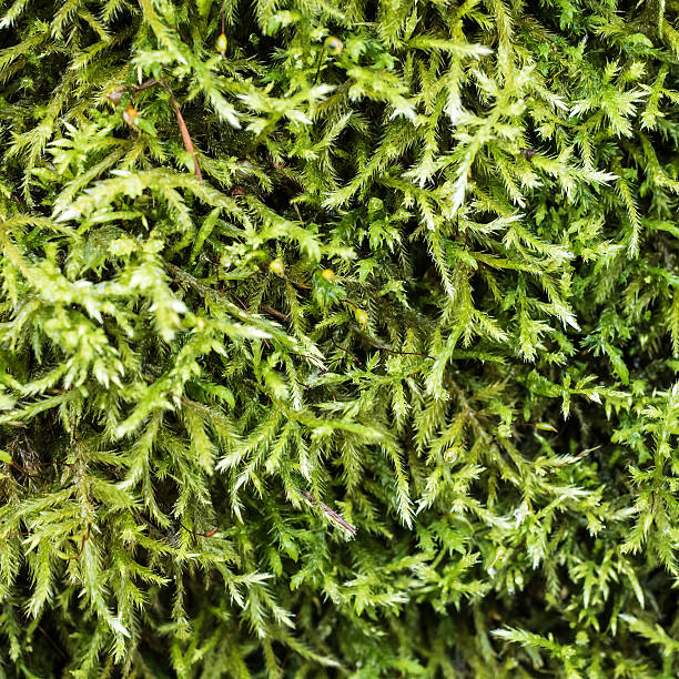 moss - wasserspeicher fotografías e imágenes de stock