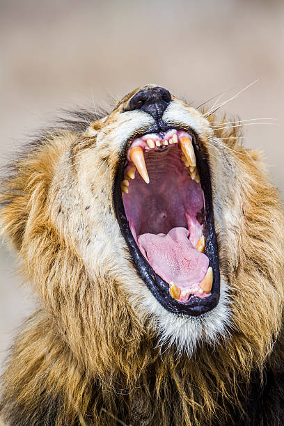 istock Lion in Kruger National park 506585818